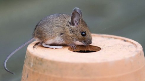 Ученые повысили уровень интеллекта мыши, пересадив ей клетки человеческого мозга