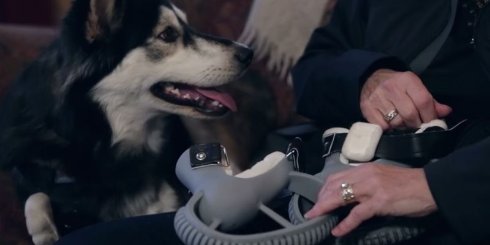 Для собаки инвалида напечатали протезы на 3D принтере