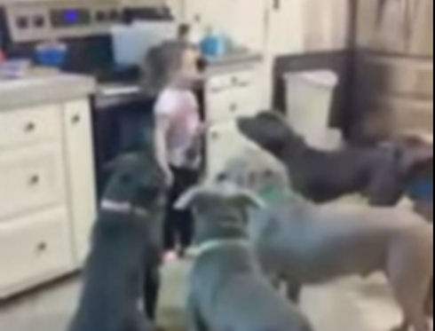 Четырехлетняя девочка дрессирует стаю голодных питбулей (видео)