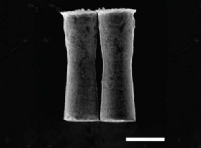 Микроробот доставил лекарственные препараты в желудок живой мыши - 1 Микроробот доставил лекарственные препараты в желудок живой мыши - 1
