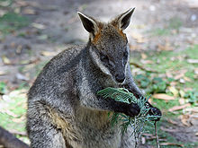 Wallaby.js — маленький зверь с большим будущим - 2