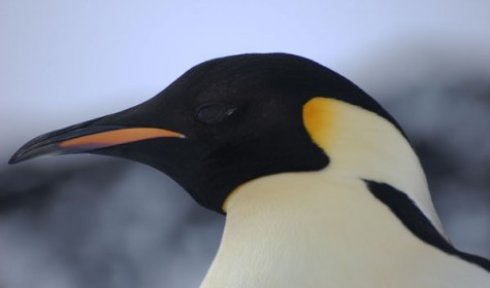 Медики установили пингвину искусственный клюв