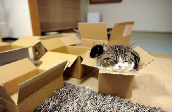 Почему кошки так любят коробки - 2