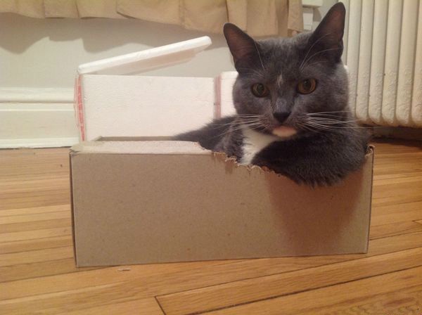 Почему кошки так любят коробки - 4