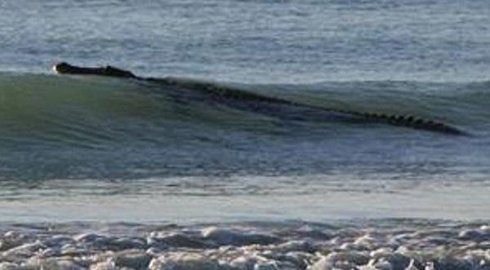 Гигантский крокодил терроризировал крупнейший пляж Австралии (ФОТО)