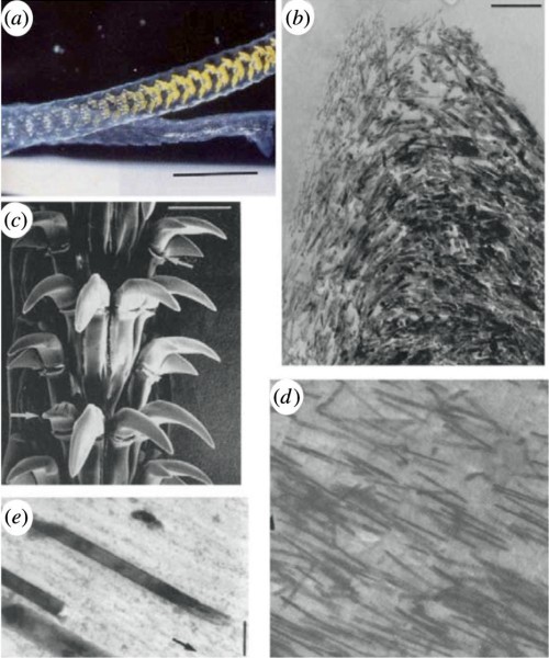 Зубы морского блюдечка — самый прочный материал в природе - 2 Зубы морского блюдечка — самый прочный материал в природе - 2