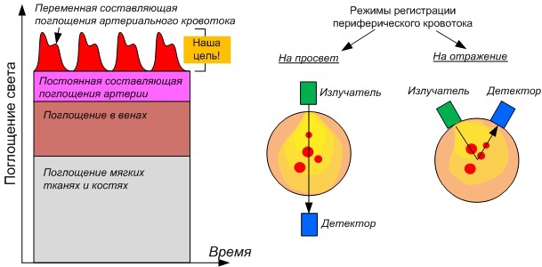 Как умные часы, спортивные трекеры и прочие гаджеты измеряют пульс? Часть 1 - 12 Как умные часы, спортивные трекеры и прочие гаджеты измеряют пульс? Часть 1 - 12