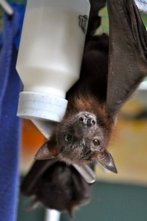 Угадайте, кого лечат в этой непримечательной больнице? (Фото) - 10 Угадайте, кого лечат в этой непримечательной больнице? (Фото)