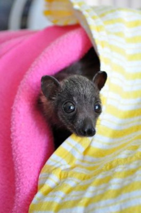 Угадайте, кого лечат в этой непримечательной больнице? (Фото) - 2 Угадайте, кого лечат в этой непримечательной больнице? (Фото)