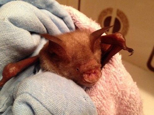 Угадайте, кого лечат в этой непримечательной больнице? (Фото) - 3 Угадайте, кого лечат в этой непримечательной больнице? (Фото)