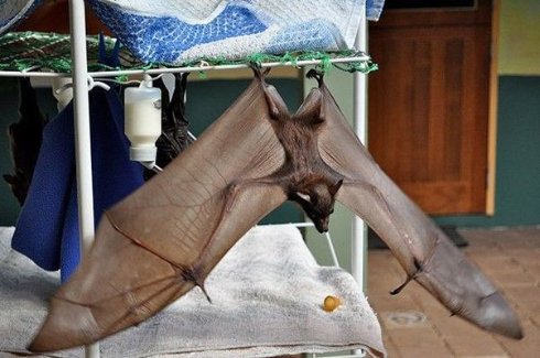 Угадайте, кого лечат в этой непримечательной больнице? (Фото) - 4 Угадайте, кого лечат в этой непримечательной больнице? (Фото)