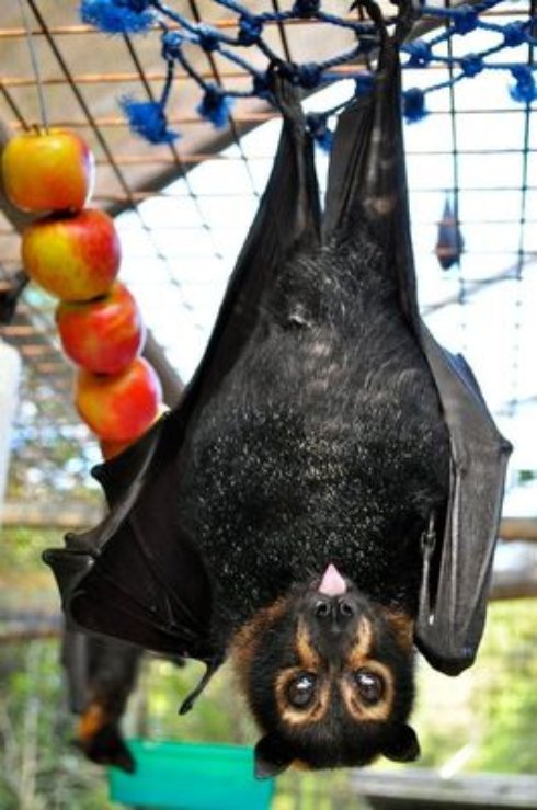 Угадайте, кого лечат в этой непримечательной больнице? (Фото) - 7 Угадайте, кого лечат в этой непримечательной больнице? (Фото)