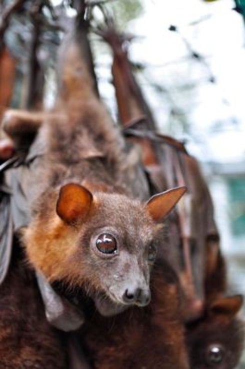 Угадайте, кого лечат в этой непримечательной больнице? (Фото) - 8 Угадайте, кого лечат в этой непримечательной больнице? (Фото)