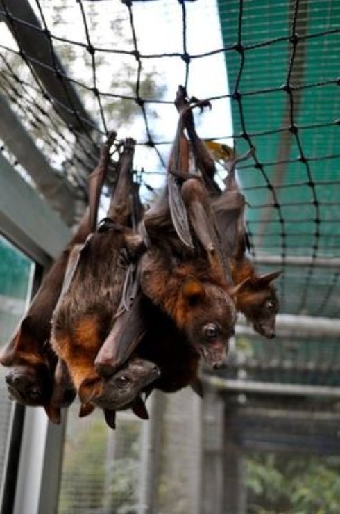 Угадайте, кого лечат в этой непримечательной больнице? (Фото) - 9 Угадайте, кого лечат в этой непримечательной больнице? (Фото)