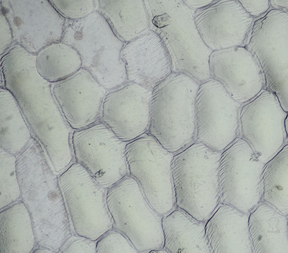 полированный урез кожи. способы разделки рыбы на стейки. клетки кожи. клетки кожицы лука под микроскопом x40. клетки пленки лука под микроскопом х600.