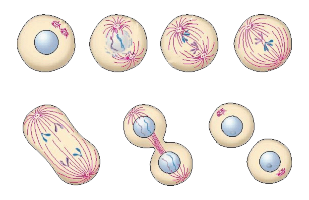 (Без)опасный copy elision - 1