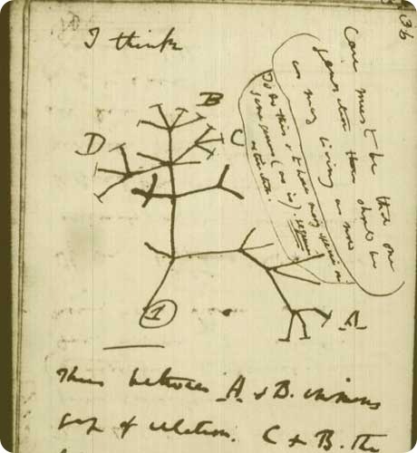 Как реконструируют ход эволюции? - 2 Как реконструируют ход эволюции? - 2