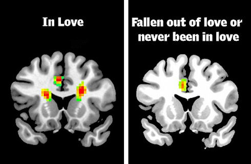 Ученые показали как выглядит мозг влюблённого человека