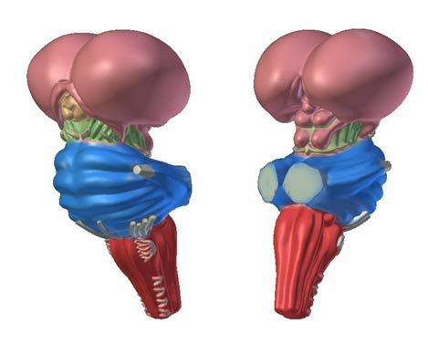 Пять вещей, которые можно распечатать на 3D-принтере. Часть №2: как самому напечатать продолговатый мозг - 2 Пять вещей, которые можно распечатать на 3D-принтере. Часть №2: как самому напечатать продолговатый мозг - 2