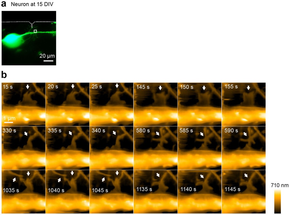 Учеными разработан атомно-силовой микроскоп, позволяющий наблюдать динамику нейронов на нано уровне - 4
