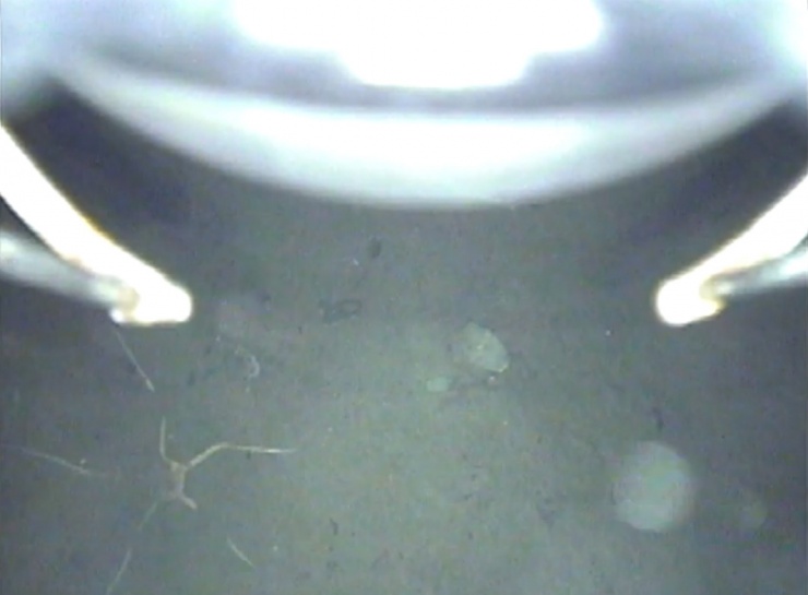 Зонд снял на видео обитателей подледных морей Антарктики - 1