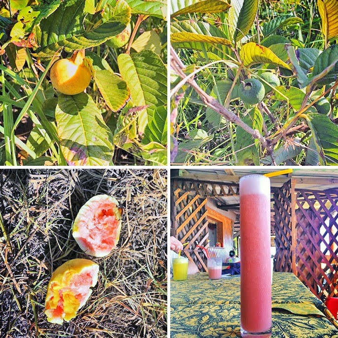 Путешествие на остров Пасхи. Экспедиция «Сибирь — Полинезия» - 24