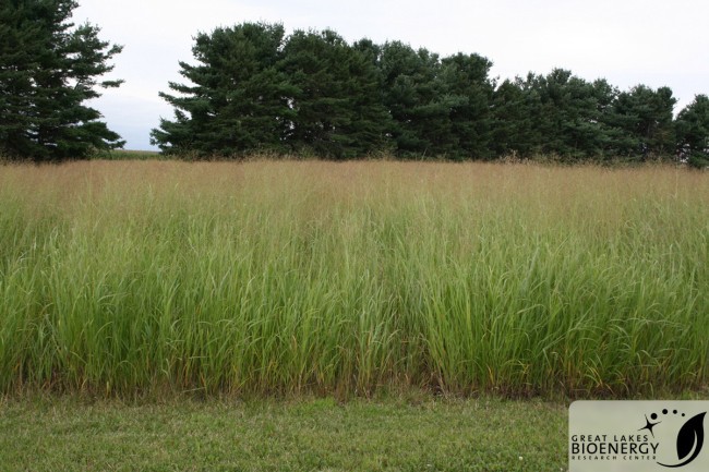 Создана бактерия, которая напрямую превращает биомассу в этиловый спирт - 1