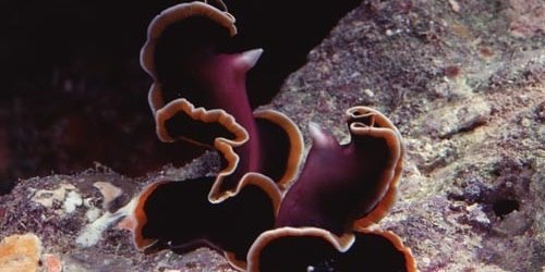 Почему существуют секс и разделение на мужчин и женщин? - 2 Почему существуют секс и разделение на мужчин и женщин? - 2