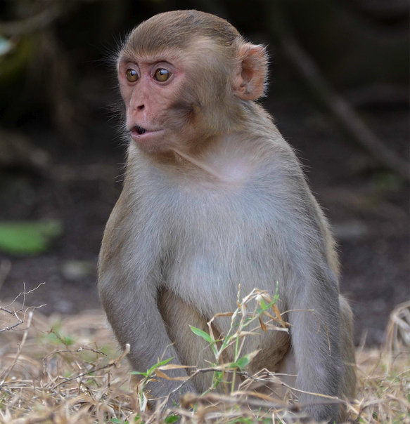 Лекарство от Эболы спасло зараженных вирусом макак - 1 image