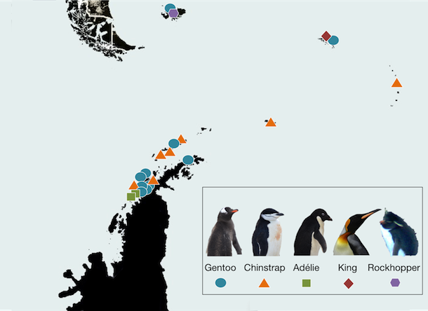 Опубликованы результаты круглосуточного наблюдения за пингвинами - 2