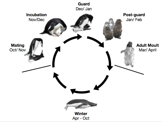 Опубликованы результаты круглосуточного наблюдения за пингвинами - 5