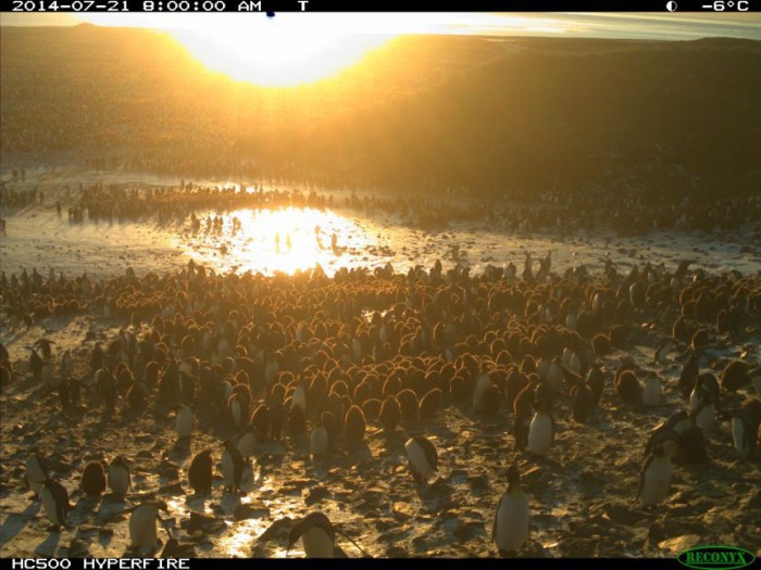 Опубликованы результаты круглосуточного наблюдения за пингвинами - 7