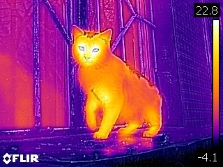 Котэ. Изображение с прототипа FLIR C2