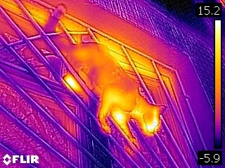 Котэ. Изображение с прототипа FLIR C2