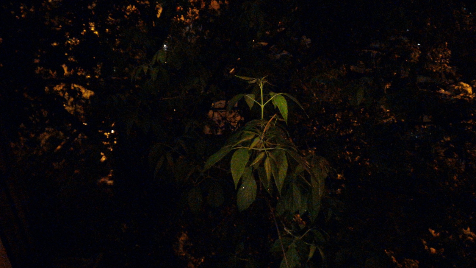 Обзор смартфона ASUS ZenFone 2 и фирменных аксессуаров - 56