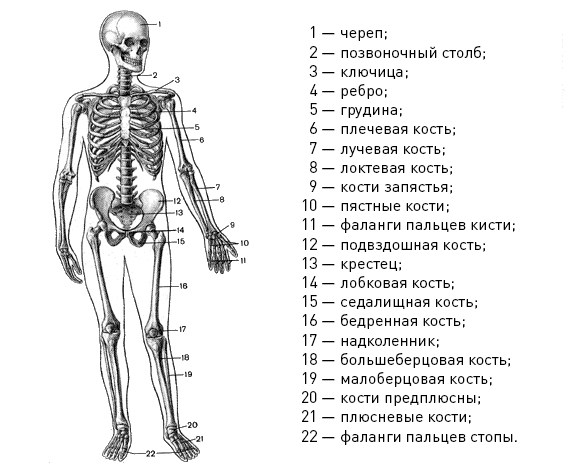 Здоровье гика: как не закиснуть к старости - 4