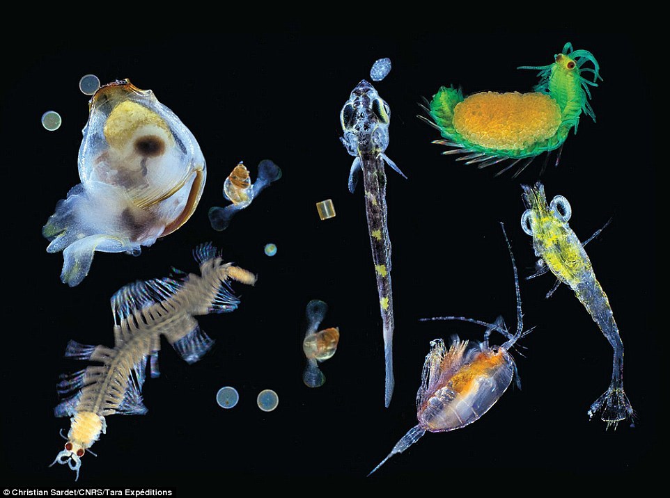 Учёные обнаружили, что планктон производит 50% всего кислорода на планете - 6
