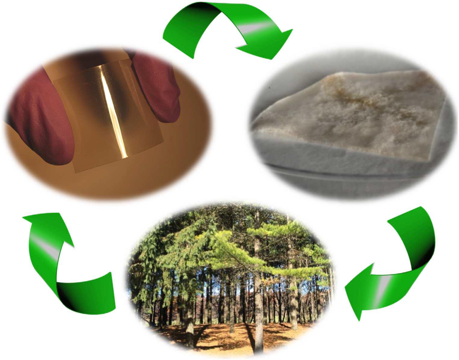 Учёные разработали способ изготовления микросхем из дерева - 1 image