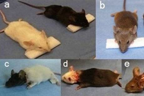 Китайский хирург пересадил головы 1000 мышам. Головы на новых телах открывают глаза, дышат и двигают лапками - 2 image