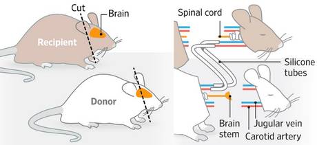 Китайский хирург пересадил головы 1000 мышам. Головы на новых телах открывают глаза, дышат и двигают лапками - 3 image