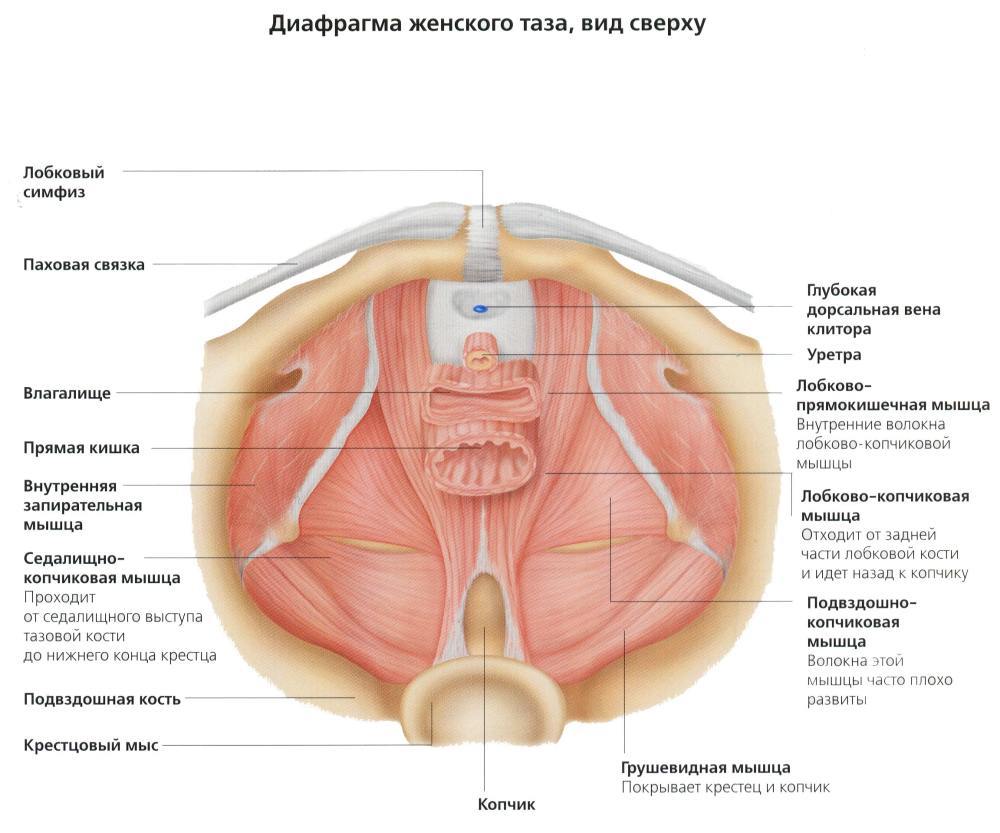 Умные вагинальные шарики Gball: тестируем, анализируем, общаемся с гинекологом и вспоминаем Арнольда Кегеля - 7 Умные вагинальные шарики Gball: тестируем, анализируем, общаемся с гинекологом и вспоминаем Арнольда Кегеля - 7