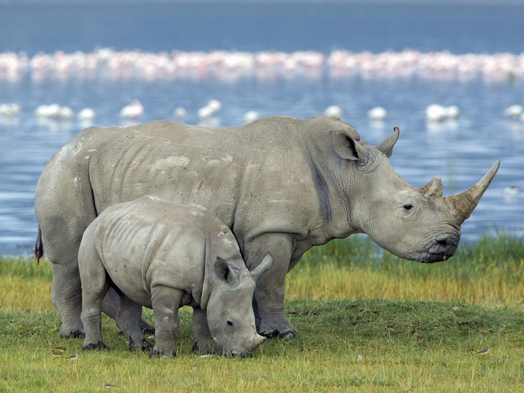 Биотехнологический стартап из Сан-Франциско разработал искусственный рог носорога для снижения уровня браконьерства - 1