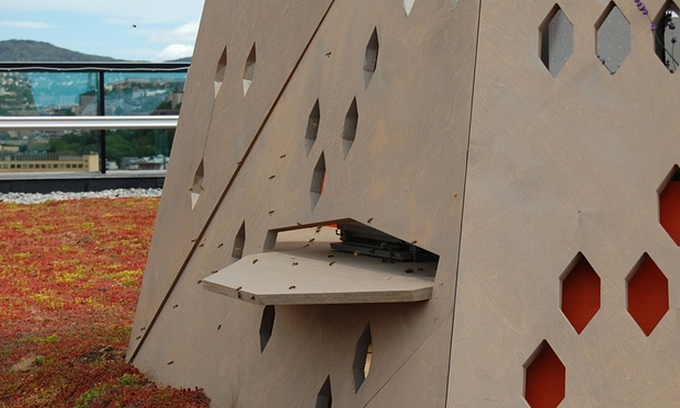 Норвегия строит «шоссе для пчёл», а США — для бабочек - 2 image