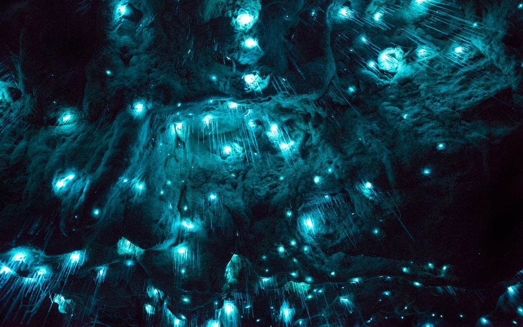 Биолюминесценция в действии: пещерный червяк из Новой Зеландии превращает пещеры в восьмое чудо света - 10