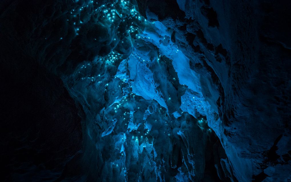 Биолюминесценция в действии: пещерный червяк из Новой Зеландии превращает пещеры в восьмое чудо света - 3