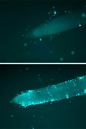 Исследователи из Швеции создали генно-модифицированный рис с повышенной урожайностью и пониженными выбросами парникового газа - 2 image