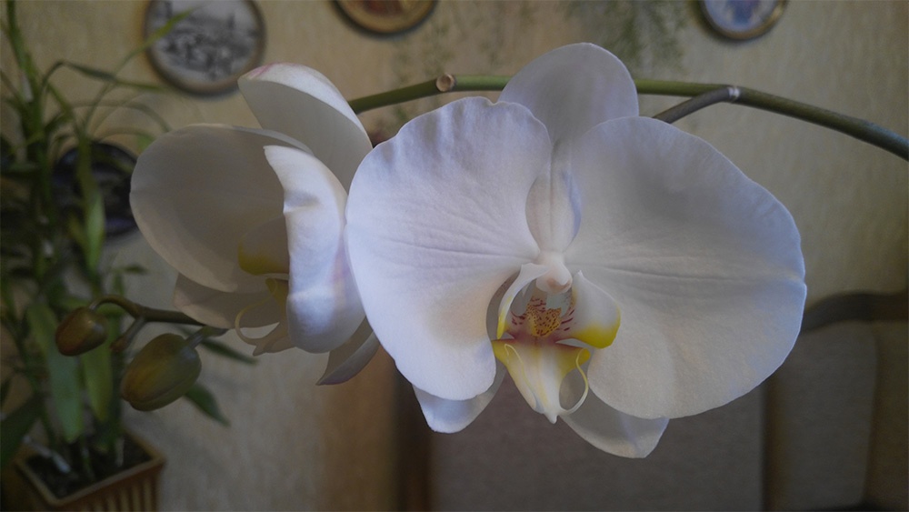 Vibe Shot: первый камерофон Lenovo в действии - 23 image