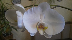 Vibe Shot: первый камерофон Lenovo в действии - 41 image