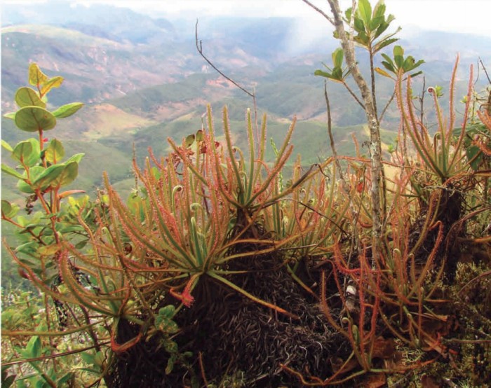 Новый вид растений найден на фотографиях Facebook - 3 Новый вид растений найден на фотографиях Facebook - 3