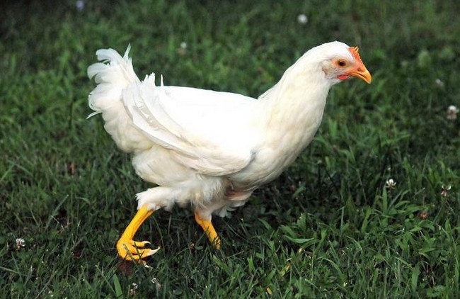 Любимой курице напечатали протез лапки за $2500 - 2 Любимой курице напечатали протез лапки за $2500 - 2